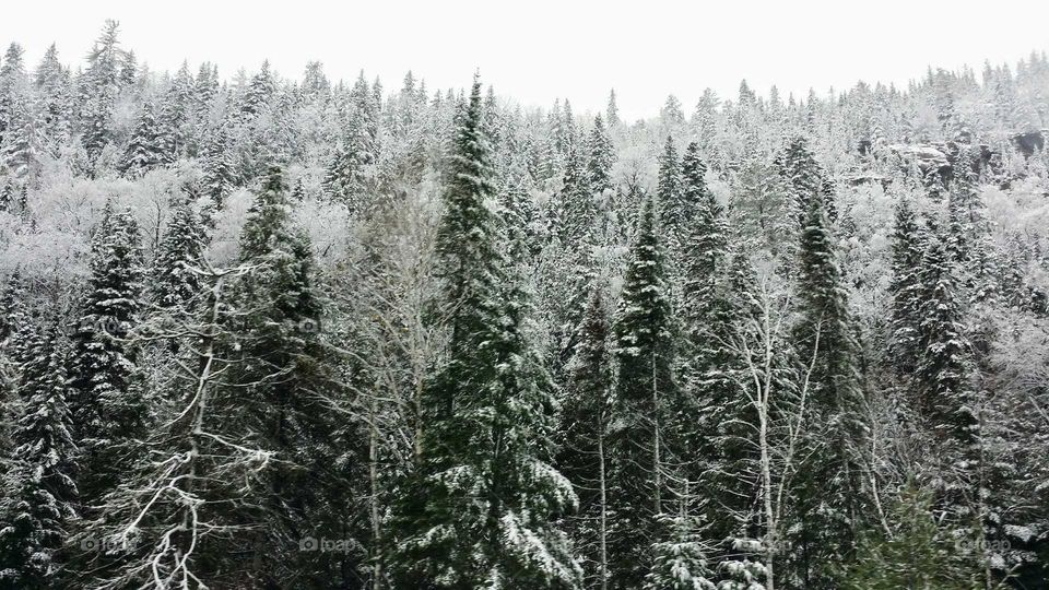 A mountain of pine trees and others covered in snow in the country
