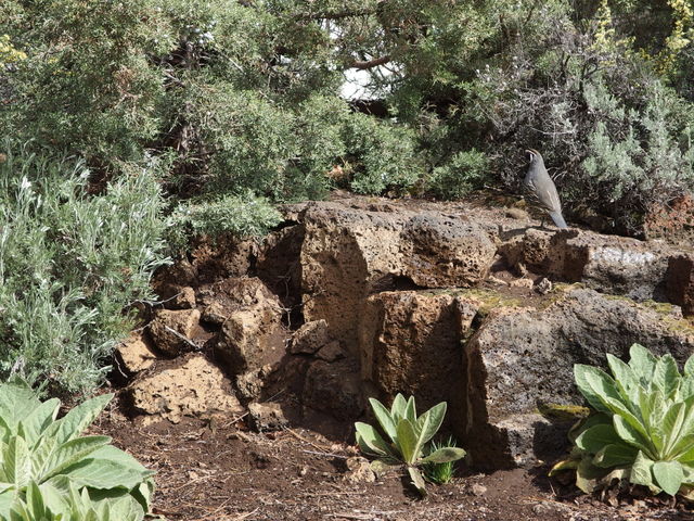 A California Quail walks along porous rocks surrounded by juniper trees in Central Oregon landscaping on a sunny day. 