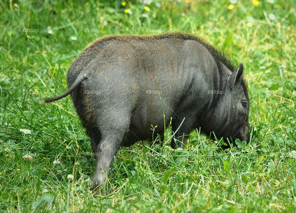 Pig. Cute mini pig