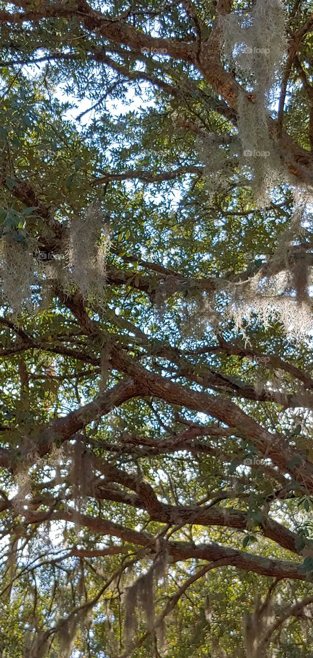 Spanish Moss