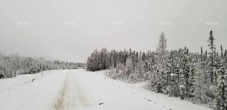 a dense abandoned forest on the open road.