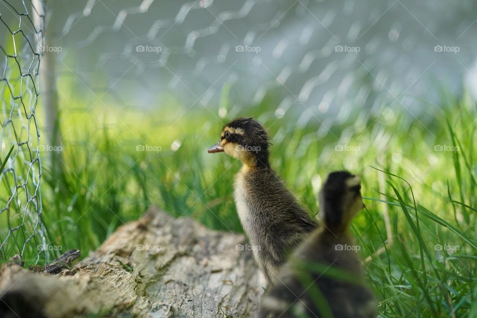 Indian Runner ducks looks through fence 
