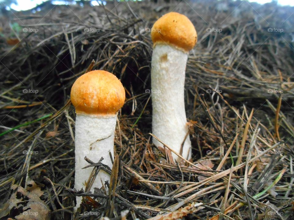 two mushrooms close up