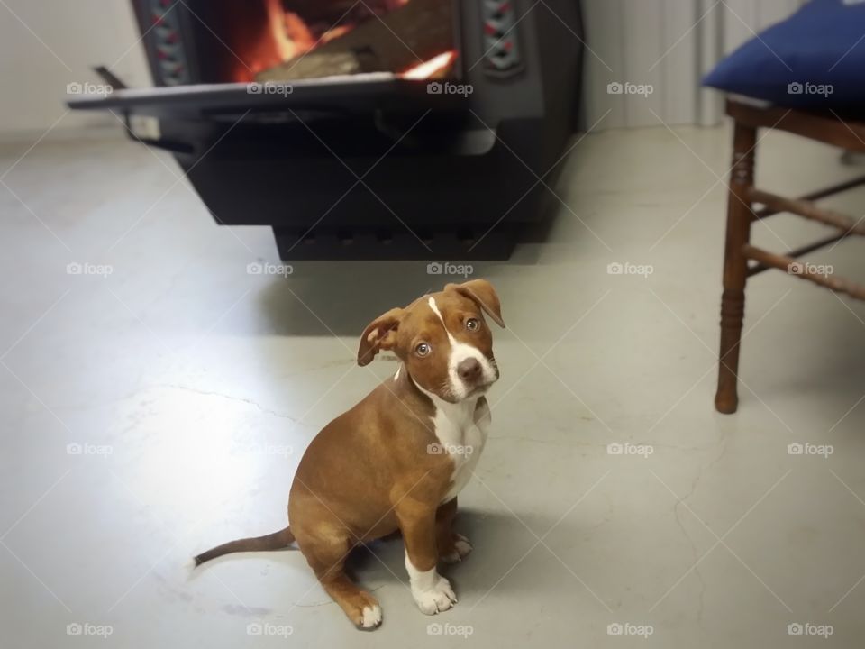 A Catahoula pit bull terrier mix puppy dog sitting in front of a fire