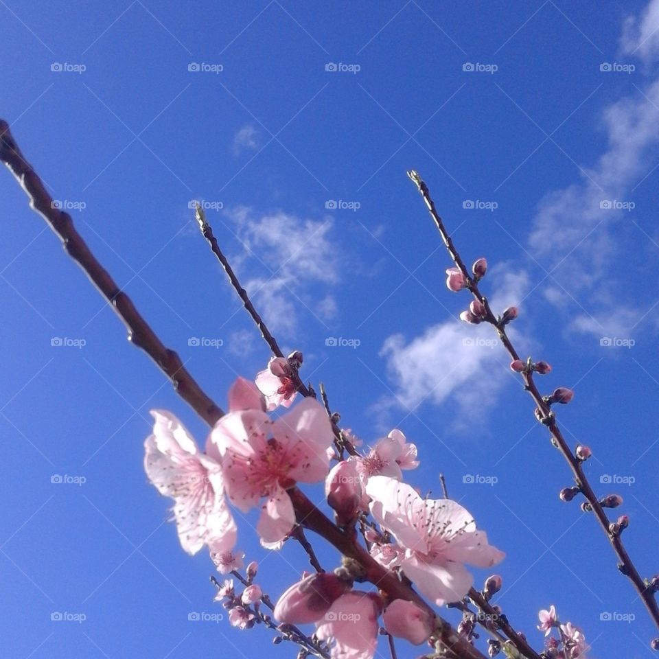 Flower, Cherry, Nature, Branch, Tree