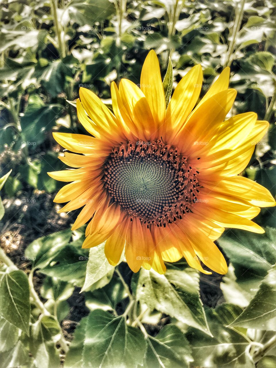 Sunflower standing out in the field 