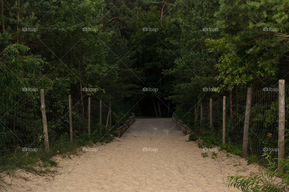 •  💚  Trail To Summer Green Park Ronald Reagan . Gdansk . Poland
•  🌲 🌳  Beautiful Natural Wallpaper