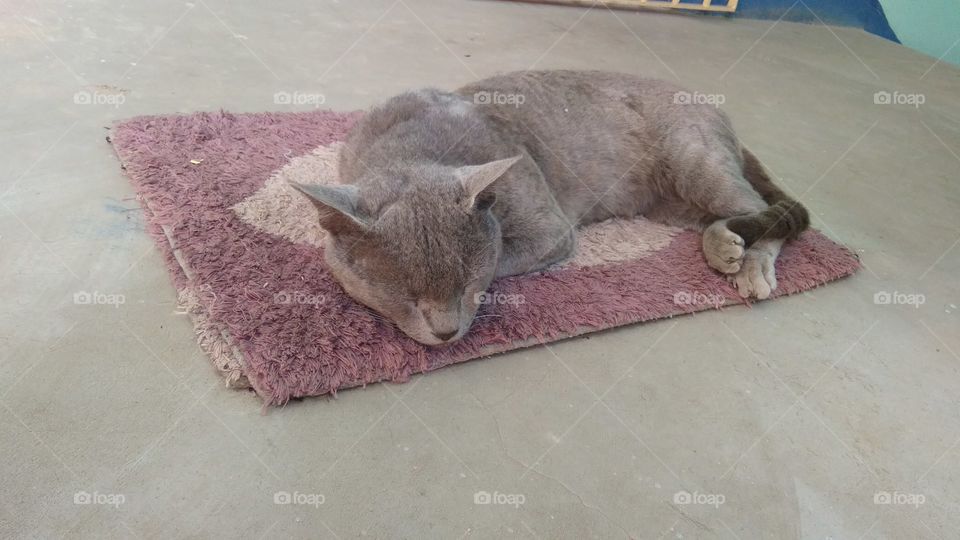 Cat lying on doormat and relax.