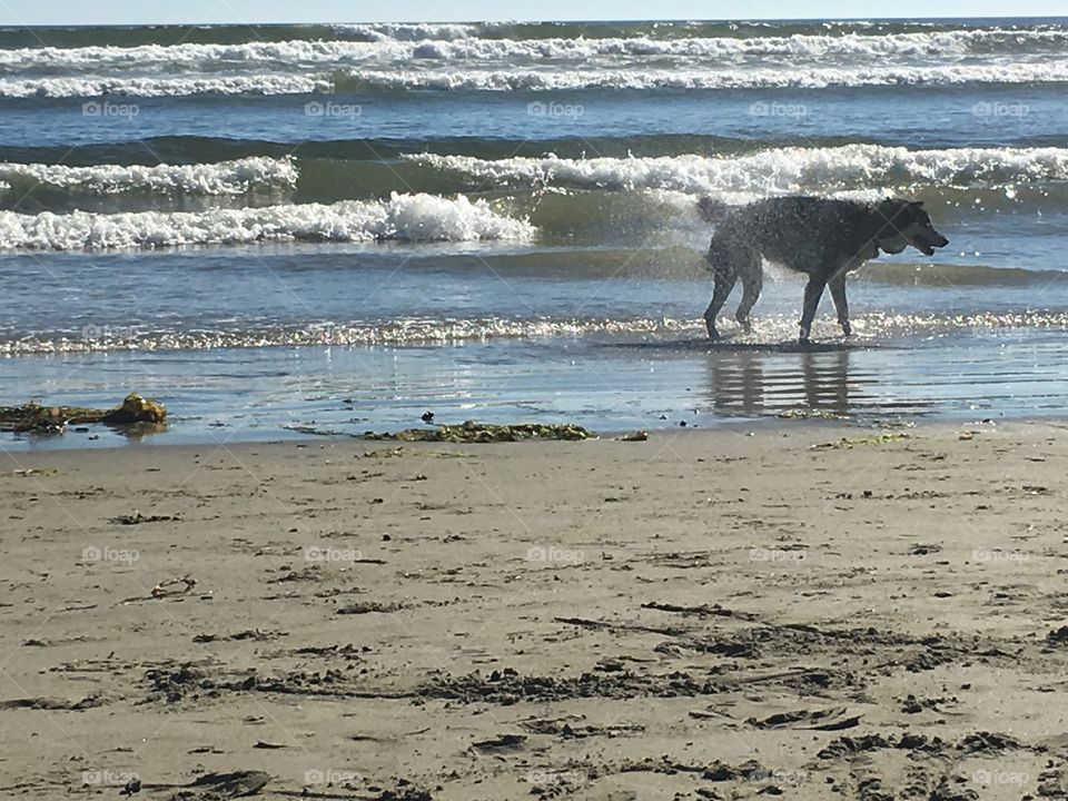 Dog in a water