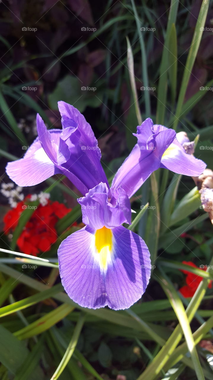 blue iris