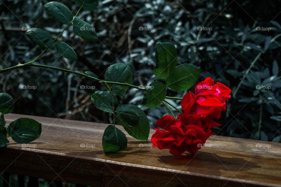 Red rose in a garden 