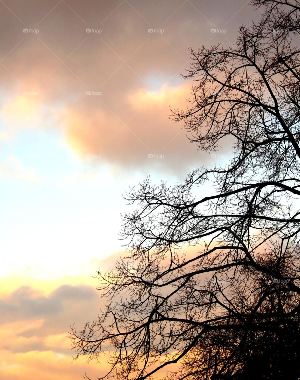 tree and clouds