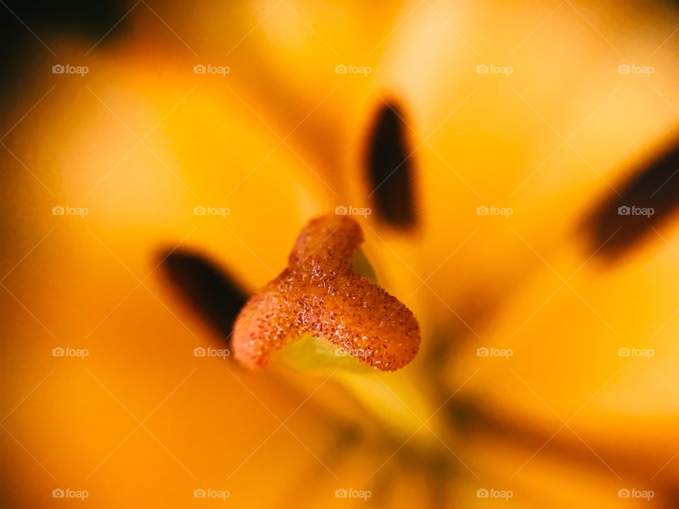 Macro photograph of flower pistil