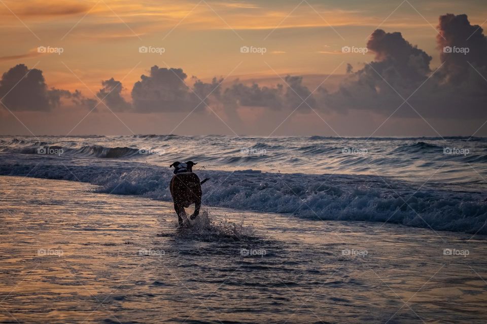 Pup at the ocean, racing towards the early morning clouds. Emerald Isle, North Carolina. 