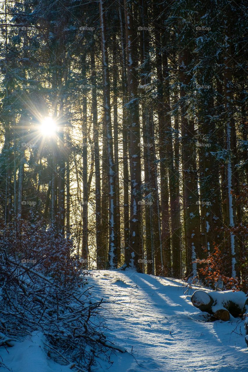 Walking through a Winter Forest