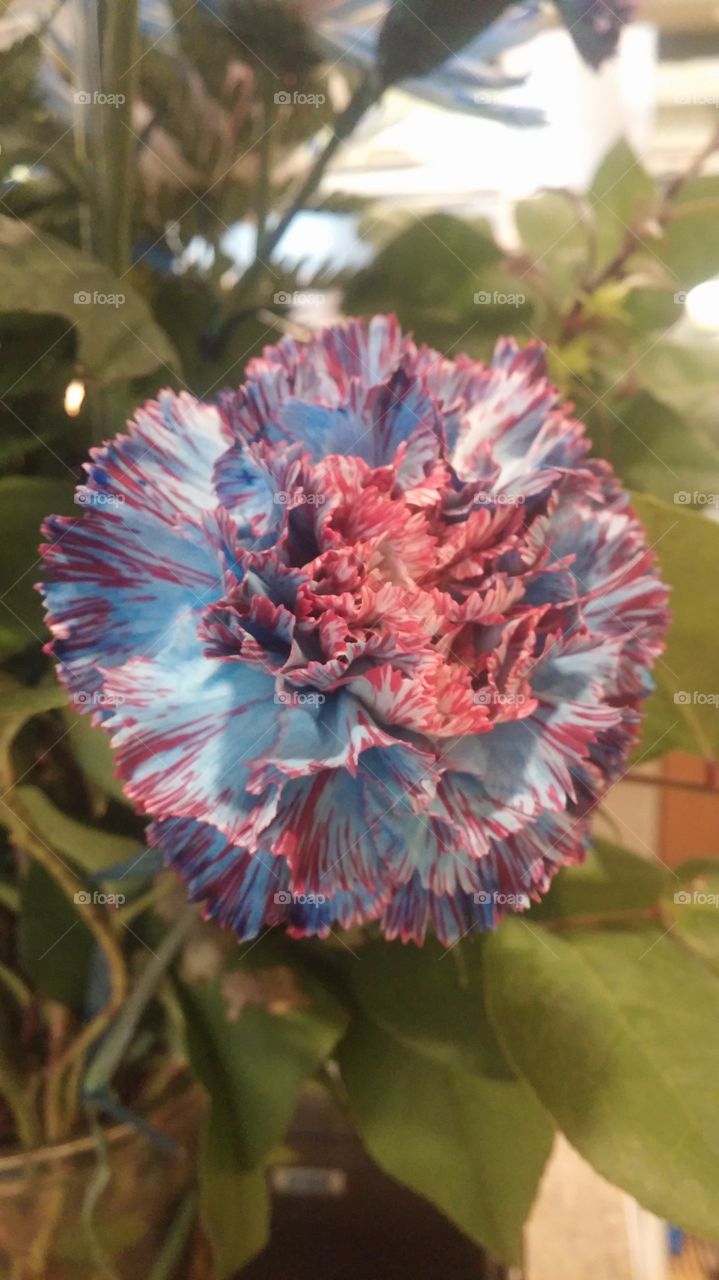 red white blue. flower