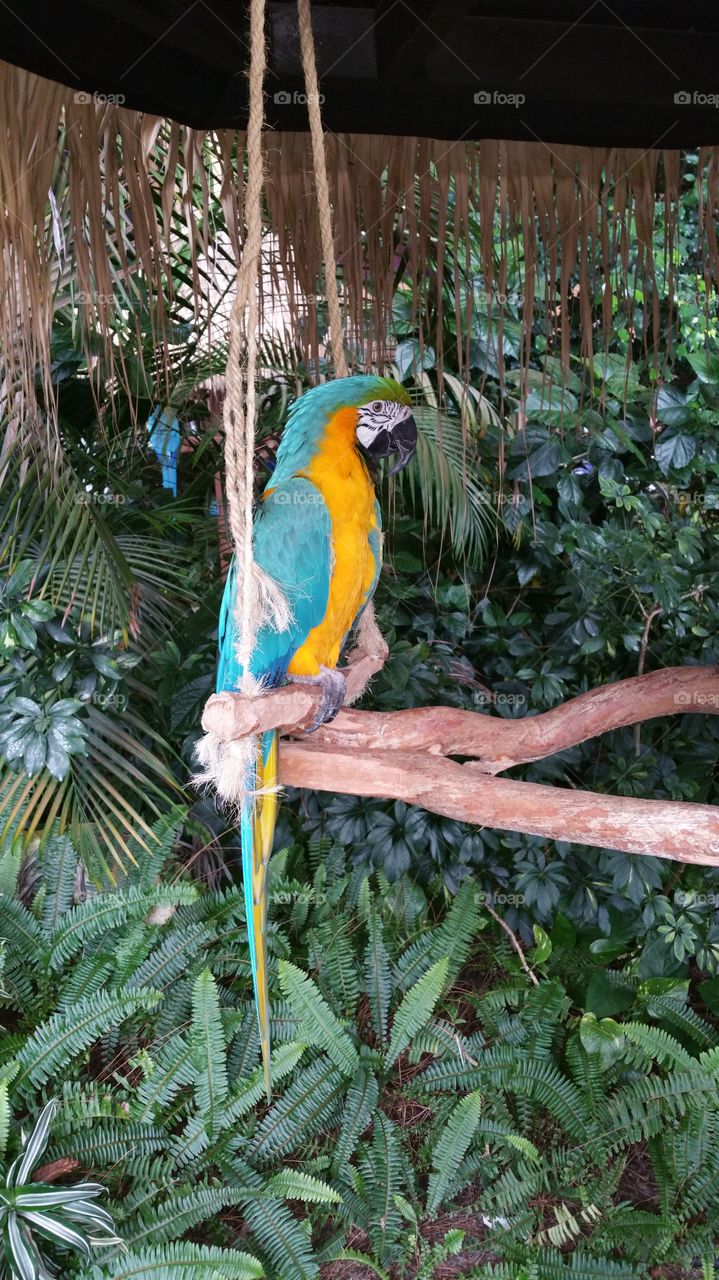 Parrot, Bird, Tropical, Wildlife, Macaw