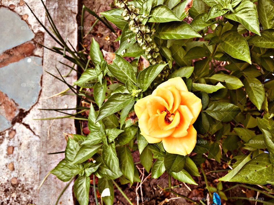 Yellow flower in grandma’s garden