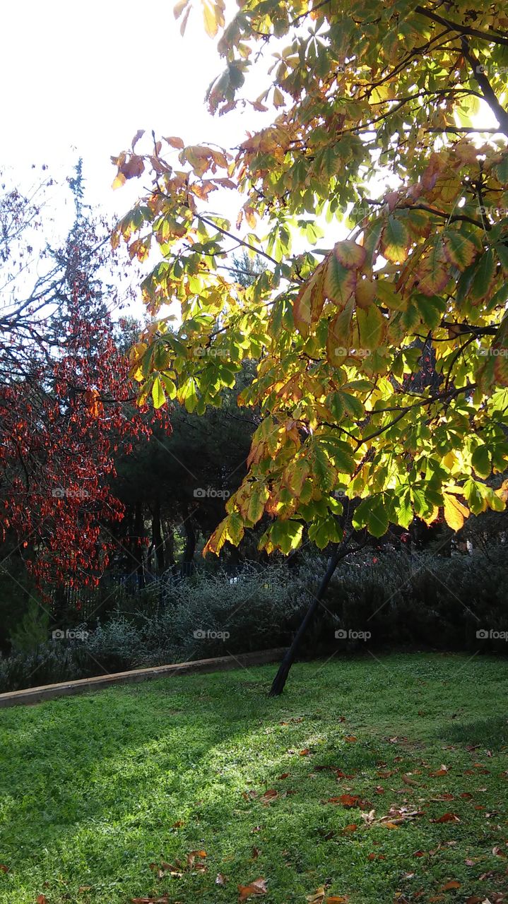 Leaf, Tree, Fall, Nature, Season