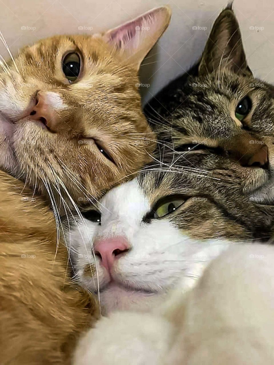 three tabby cats