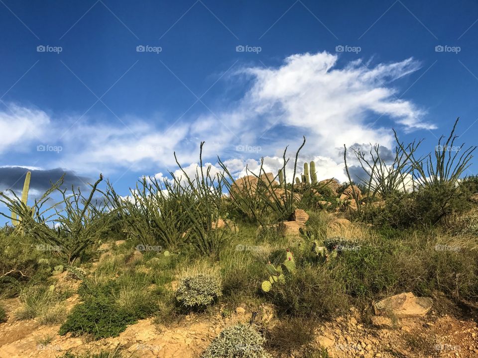 Desert Landscape 