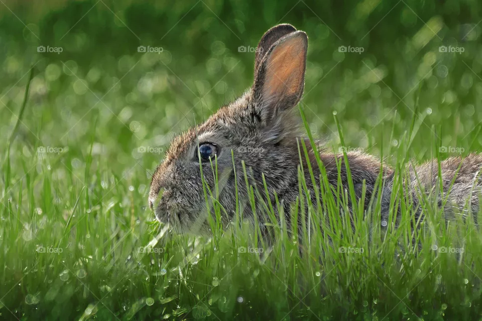 Wild bunny