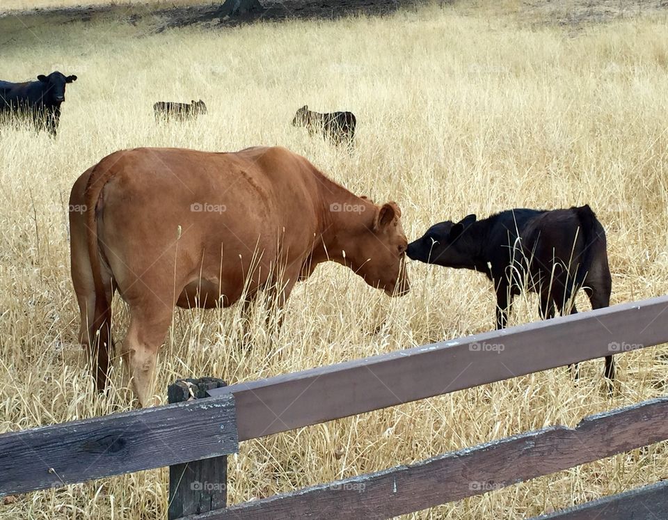 Cow and calf in meadow