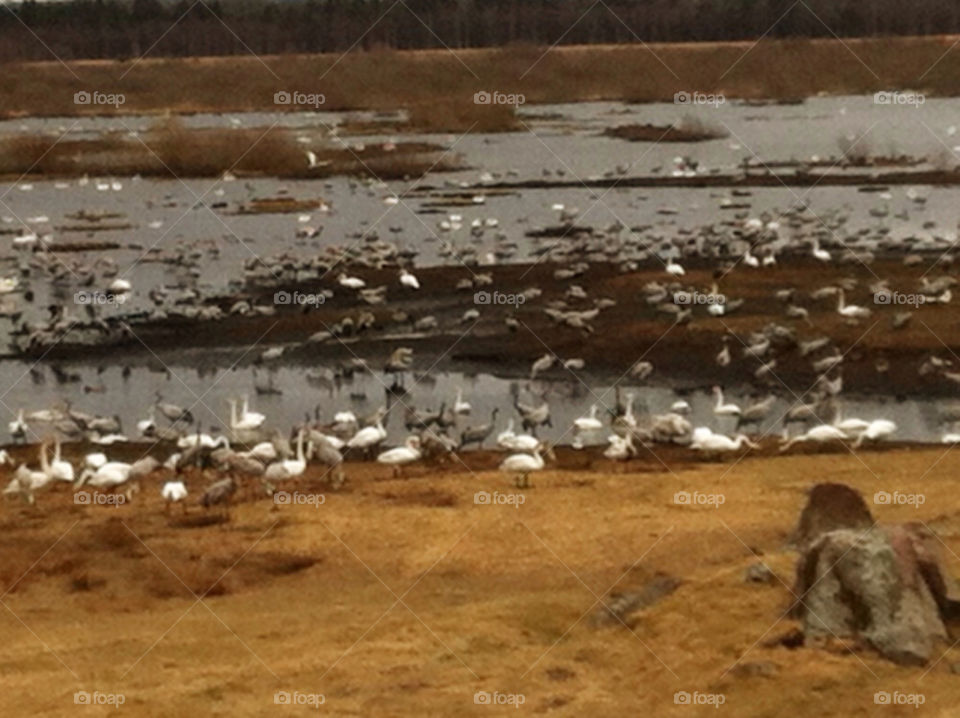 Cranes and Whooper swans by Lake Hornborga