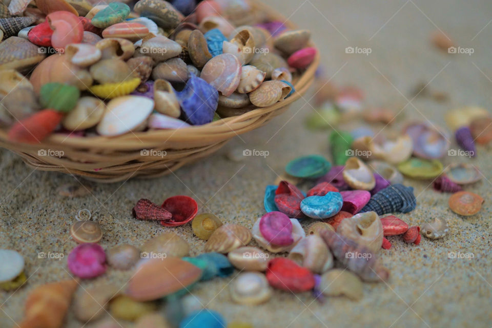 Seashells 