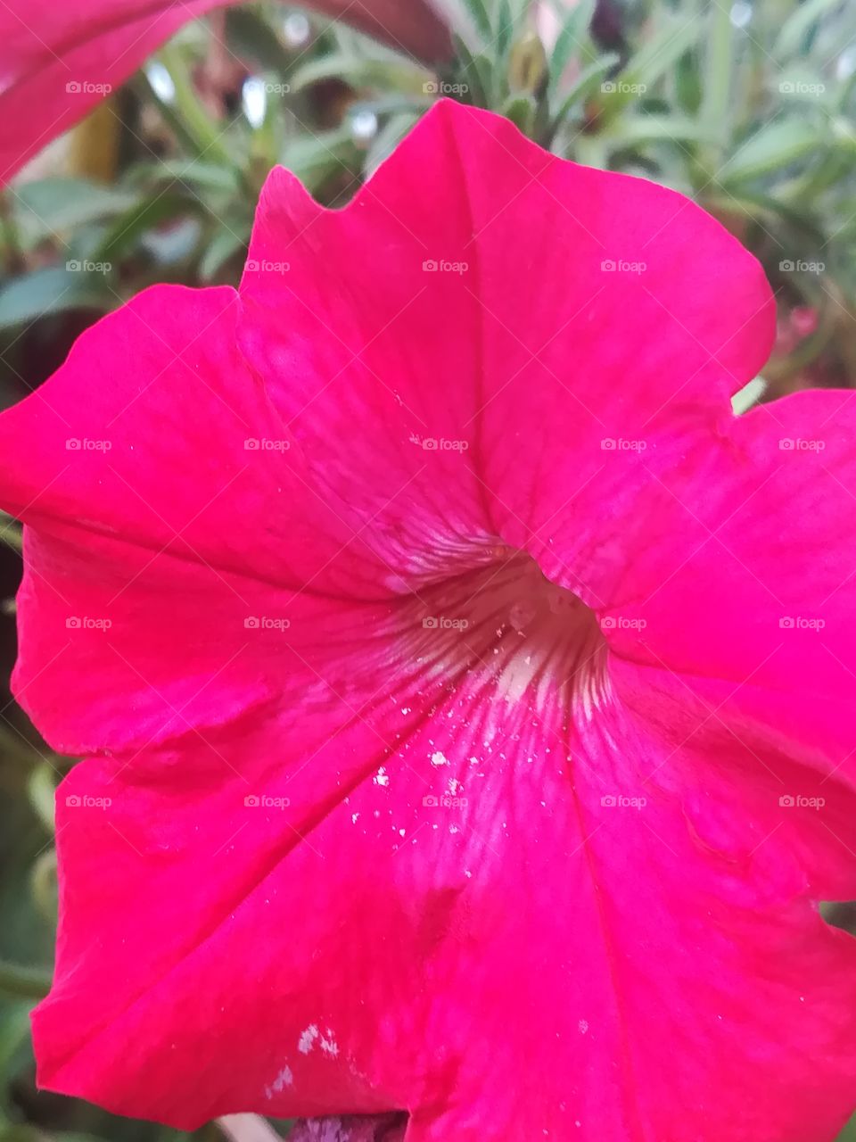 Petunie Blume farbig Sommer Blüte