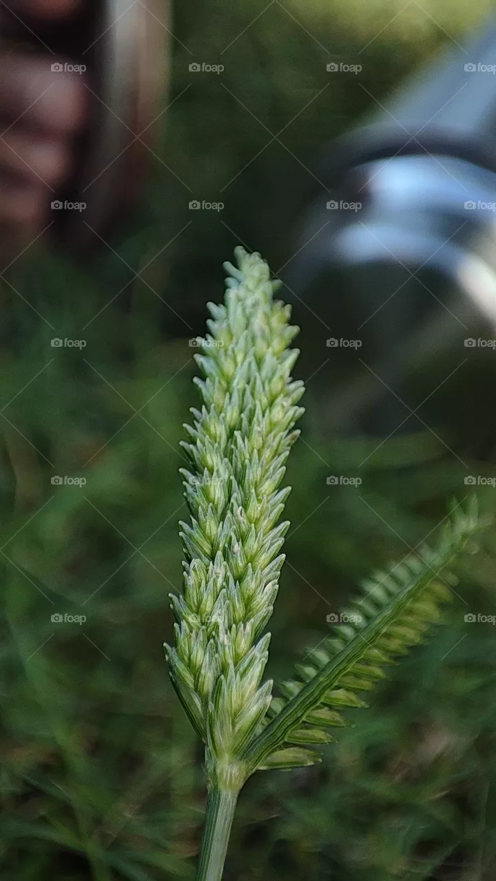micro plants