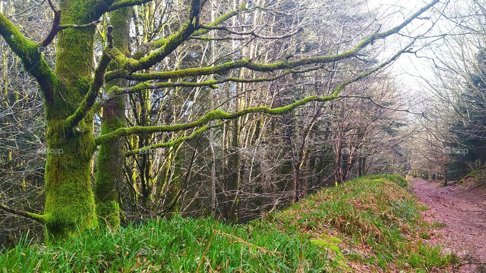 This tree covered in moss seems magical and its branches are arms that show us the way.