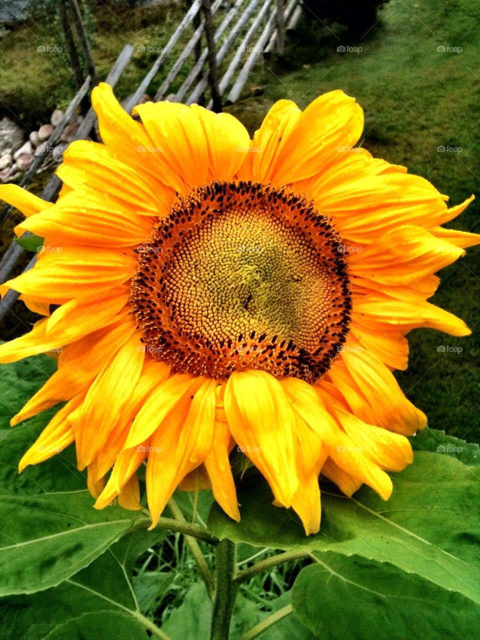 yellow flower sunflower solros by ingimar_lykke_malmquist_json