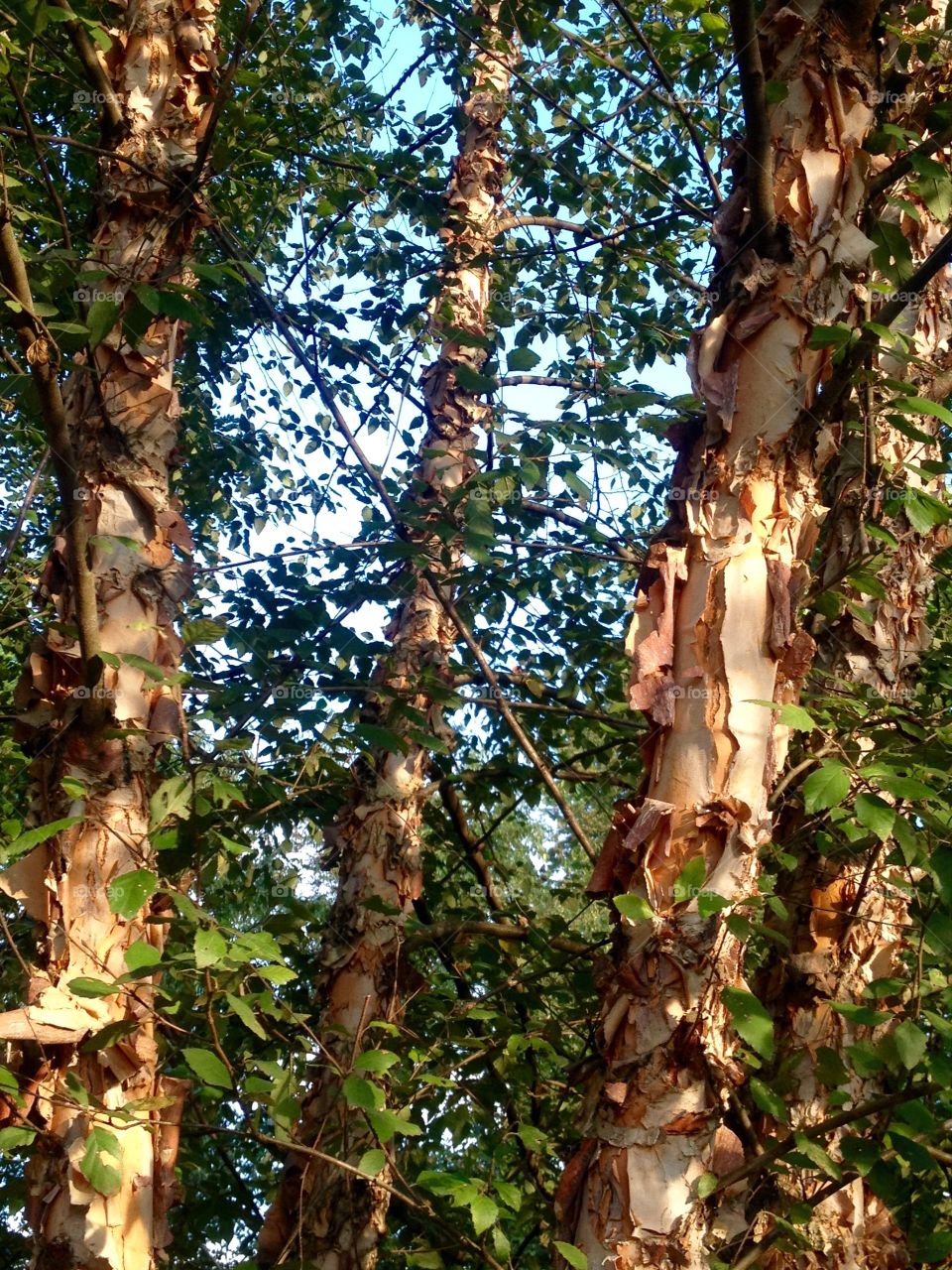 Birch tree beauties . Birch trees against the blue sky