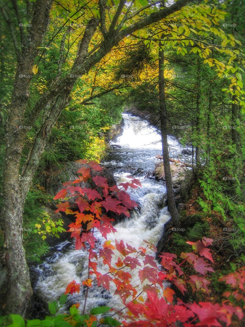 Flowing stream in forest