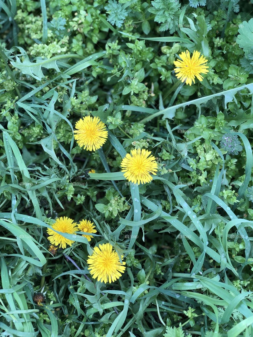 Yellow dandelions and green grass during the spring rain 