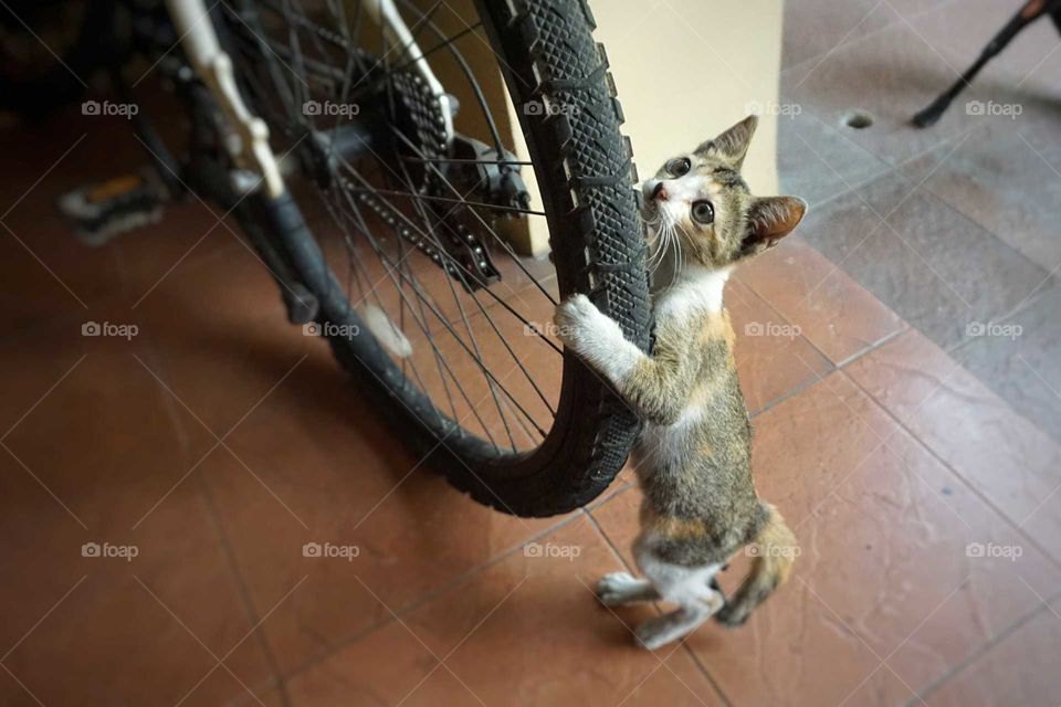 Happy kitty wanna ride a bike