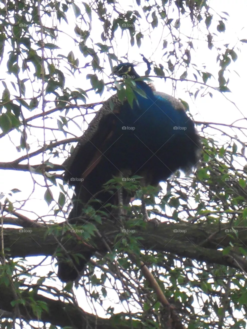 peacock
