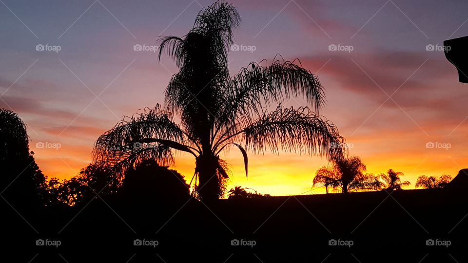 stunning sunset colors bathe palm tree