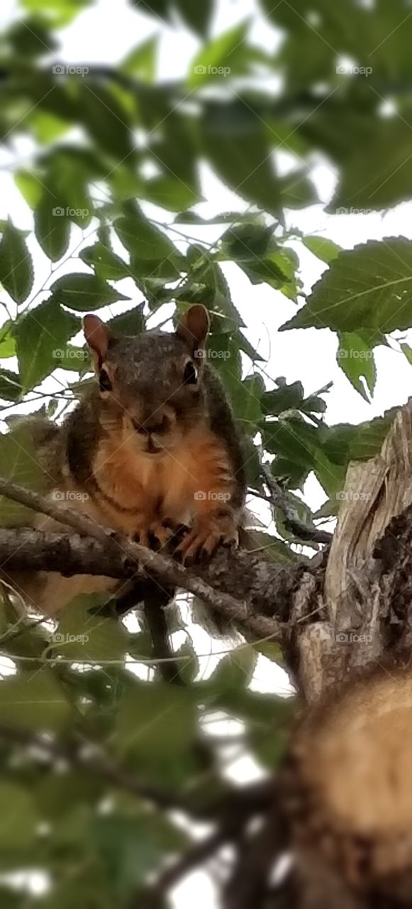Mama squirrel