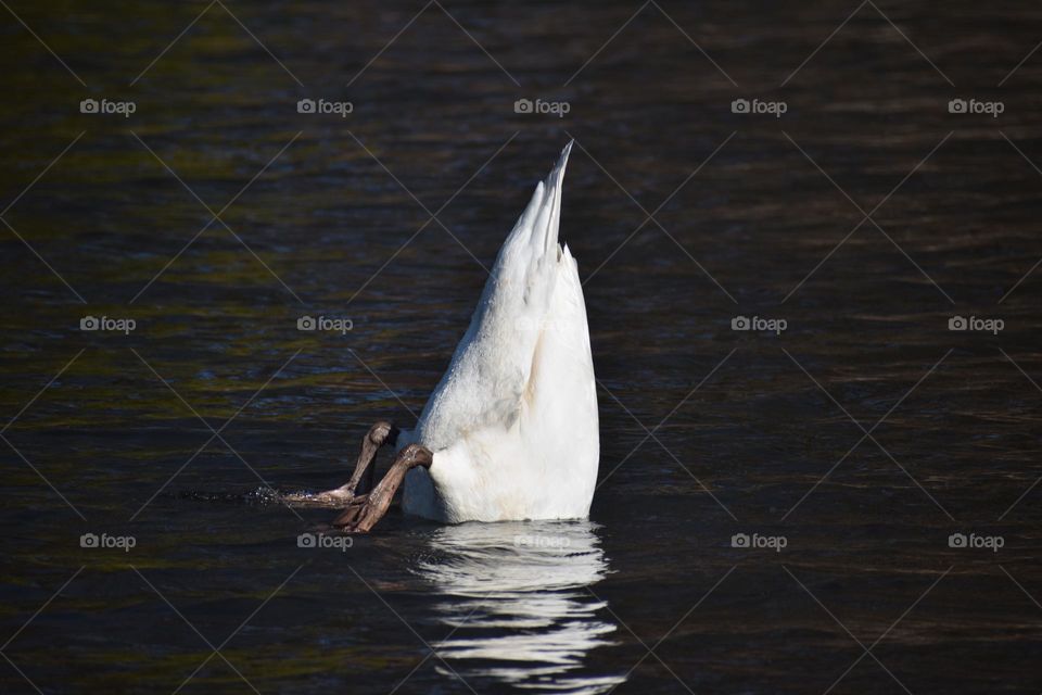 A swan searches in the reflective waters for food
