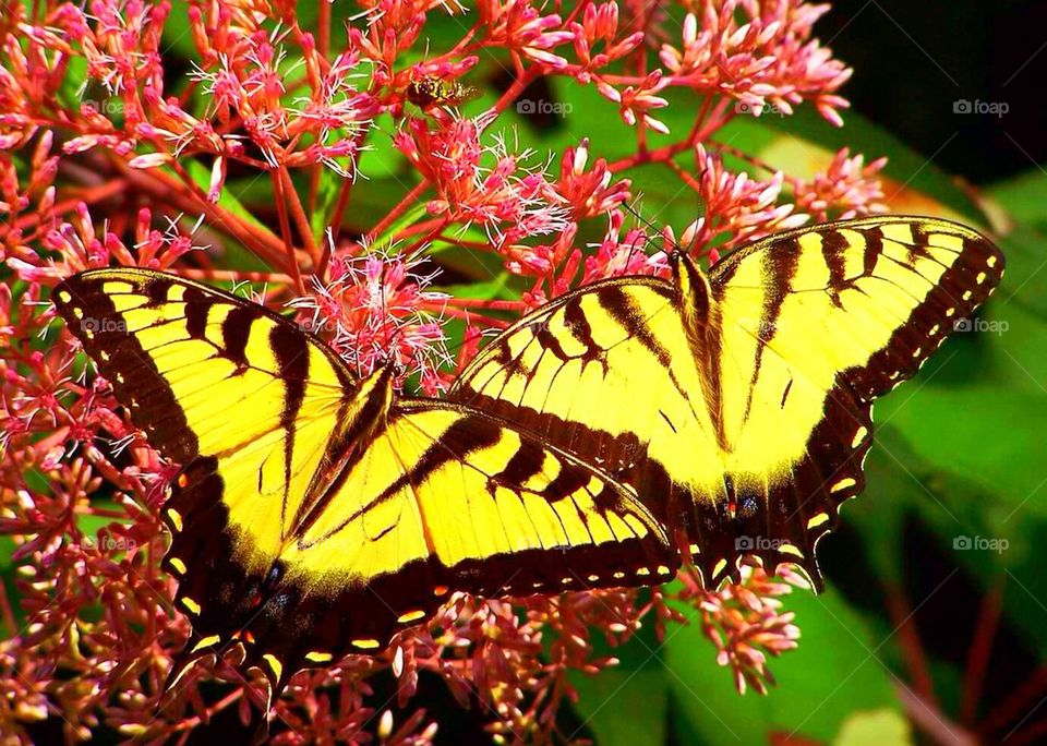 Yellow Butterflies