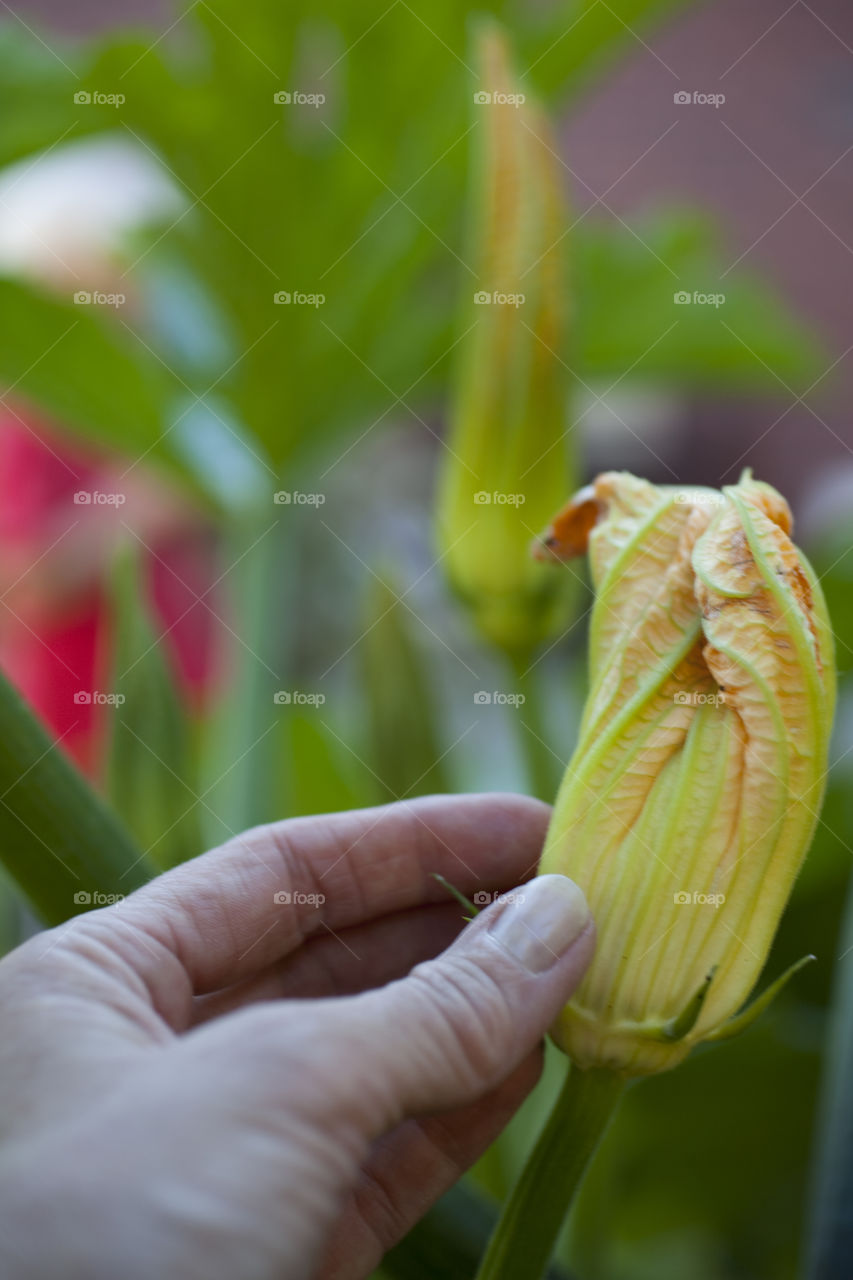 squash plant Flower