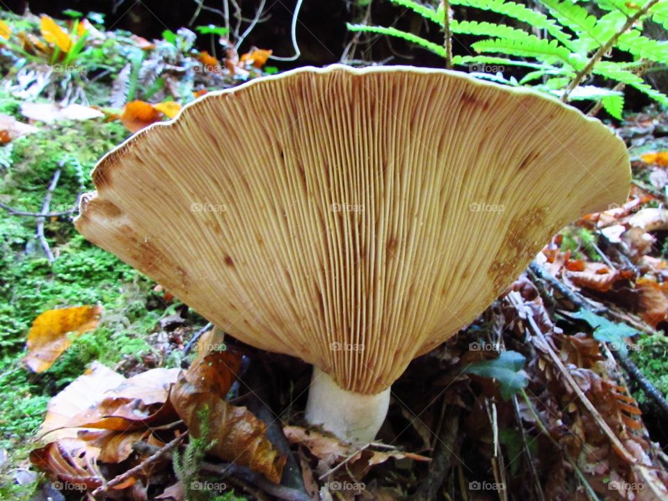 Mushroom growing at the side of a woodland path