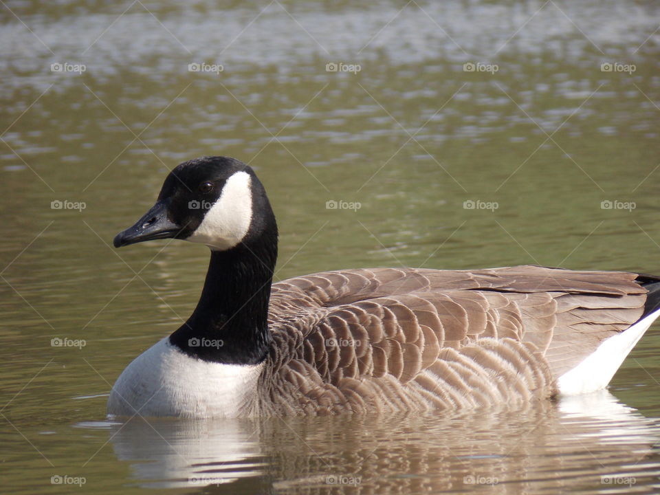 goose