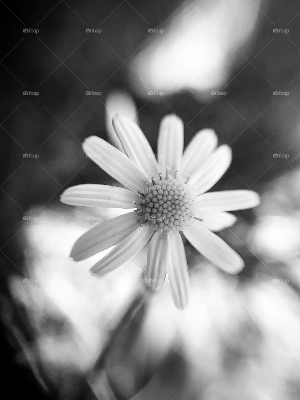 Black and white flower
