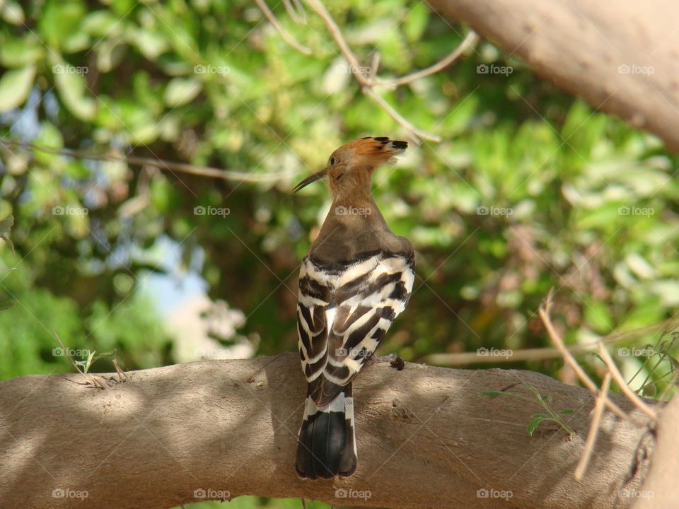 Hoopoe on a tree branch 🪶🪶
