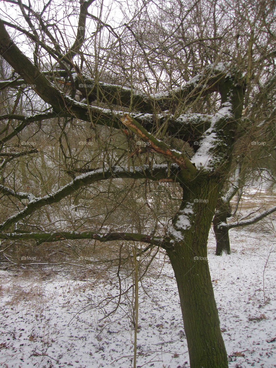 Tree, Landscape, Winter, Nature, Wood