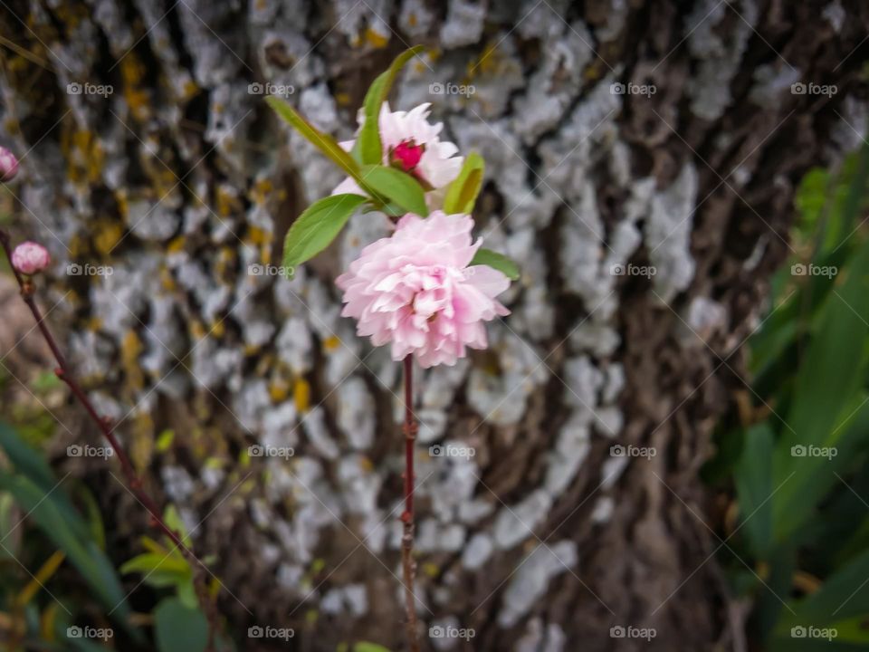 Pink Flower