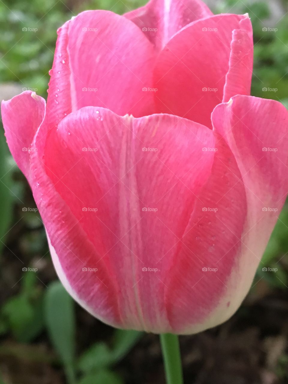 Pink & white Tulip 